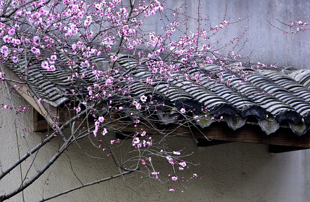 屋檐前的梅花摄于杭州超山风景区