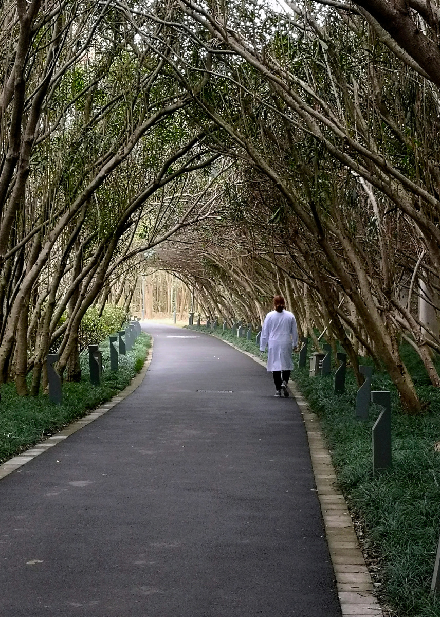 林荫下的健身步道