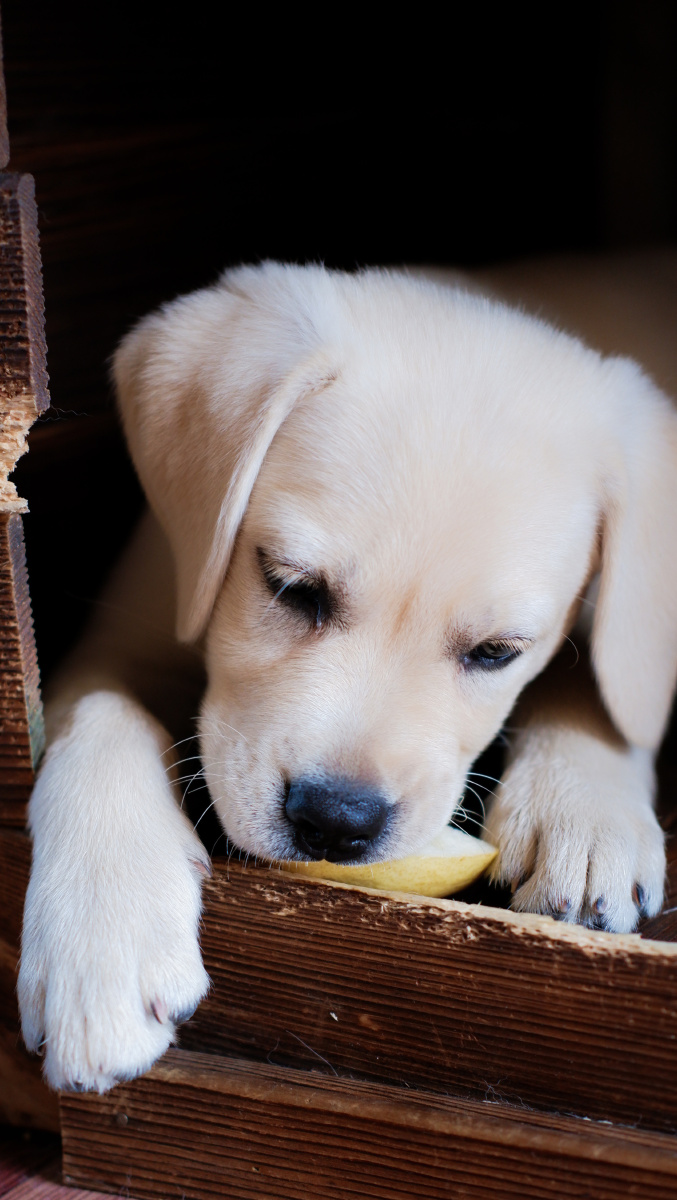 我家狗子迷离的眼神