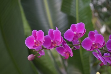 _DSC0396