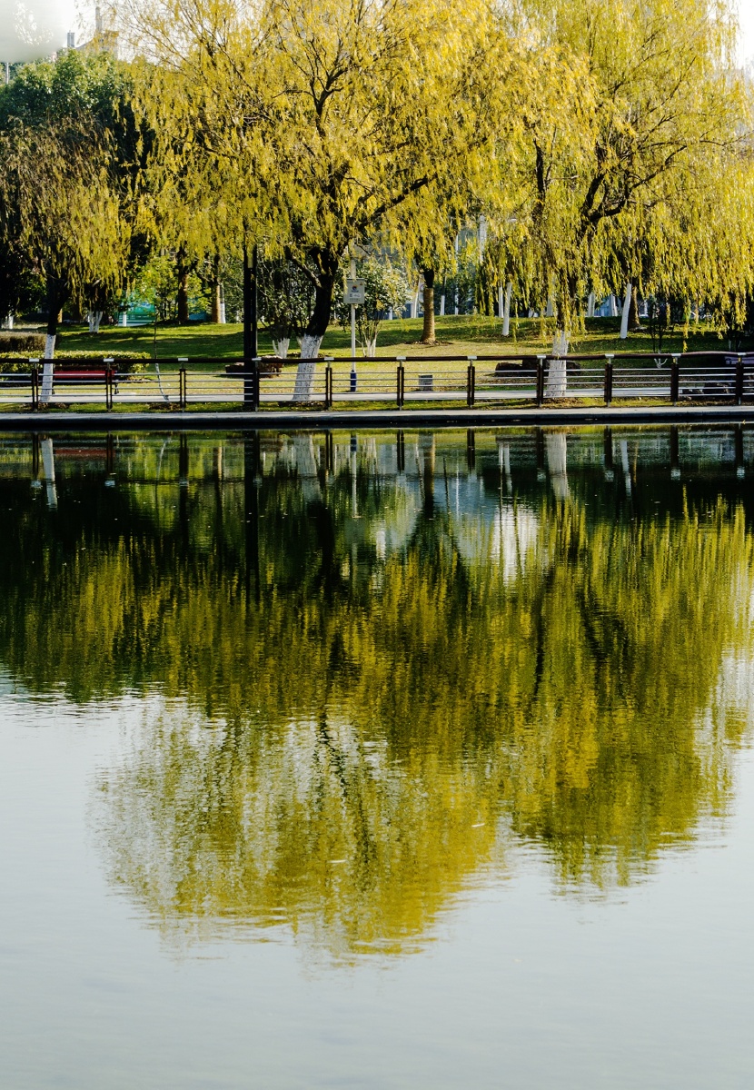 垂柳倒影映望湖