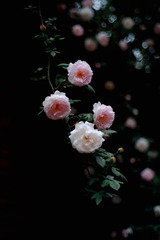 CCA1B78E-B373-4AA2-8B0A-B18493B3E06F/L0/001