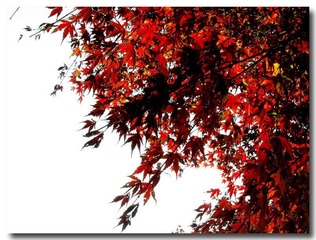 maple leaf