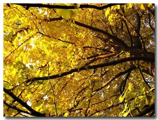 gingko branch