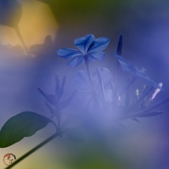 92625155-BD5F-4560-B0E7-F850B77B8C92/L0/001