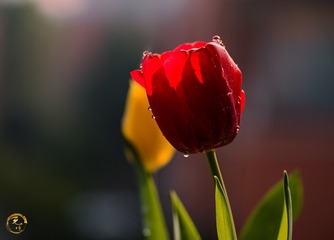 D6B39086-DA3D-49A9-A72E-52B05E45FDC3/L0/001
