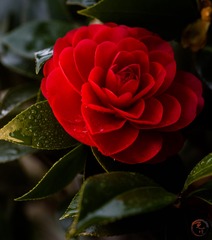 26E76DA5-4662-4CF0-B6B6-CB4E851CA297/L0/001