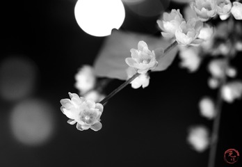 E7158C7F-5C1C-4E4C-8D5E-9780172CF9FC/L0/001