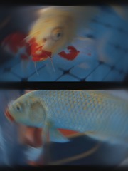 1000010946