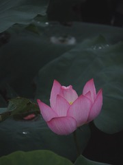 D3E6227A-F18C-4952-93EA-3EE0AA808A90/L0/001