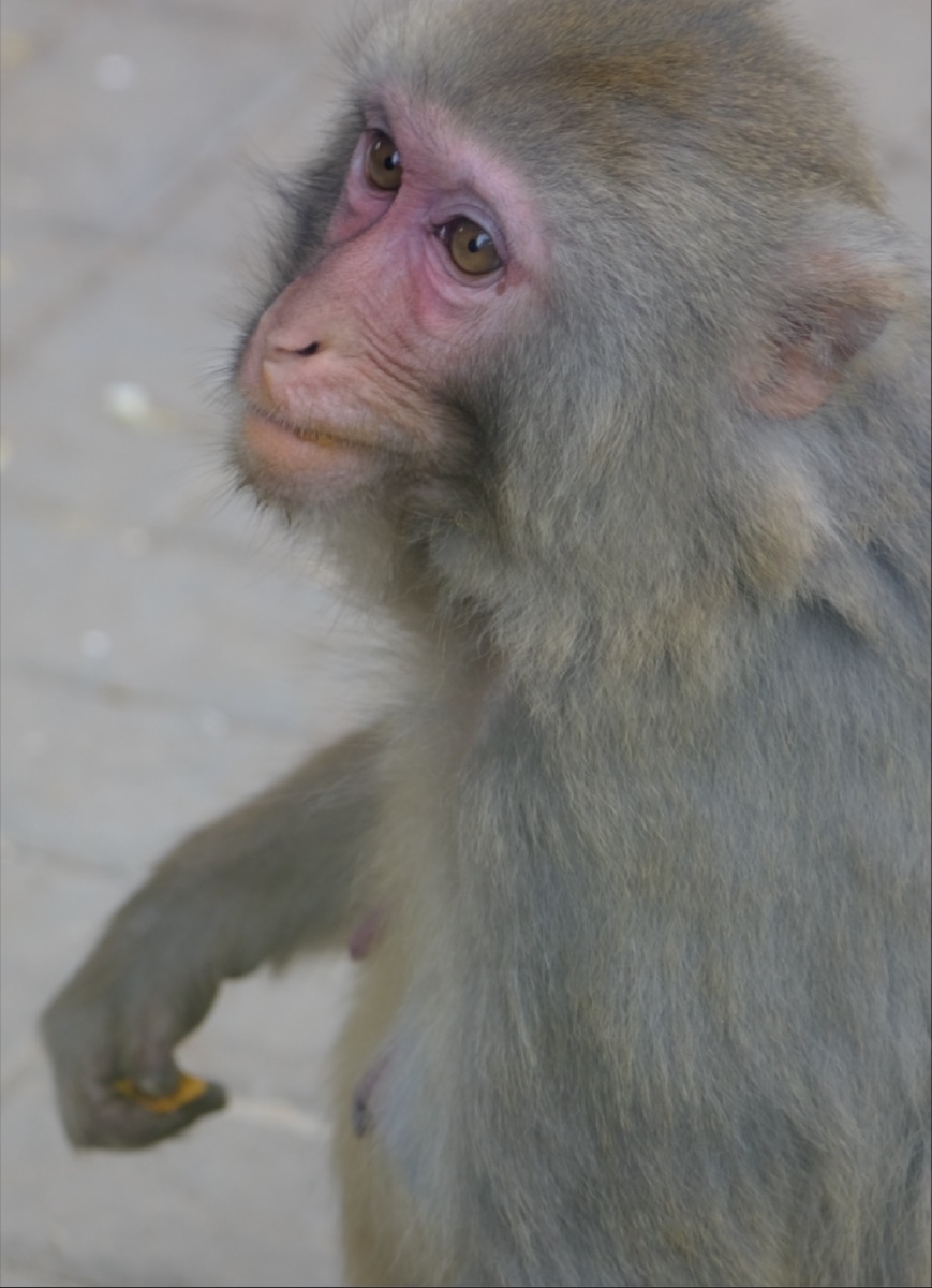 恒河猴