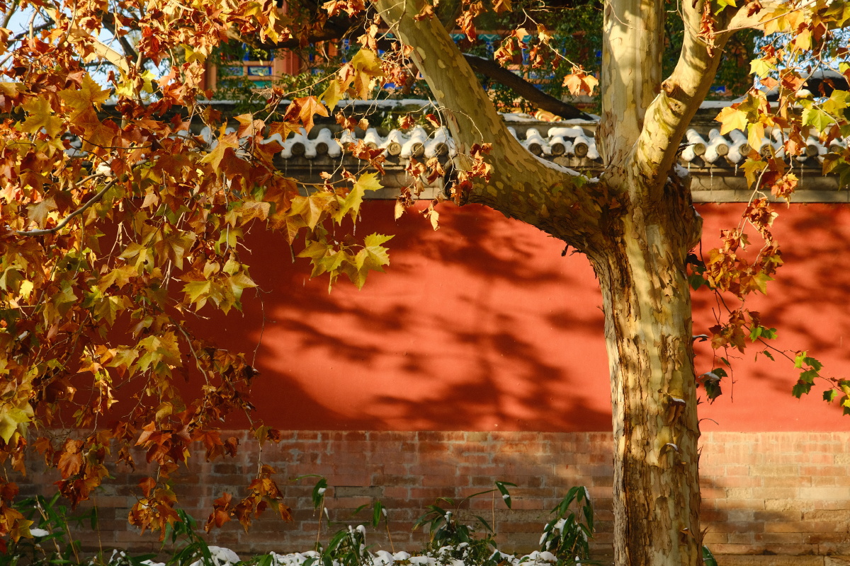 北海公园的红墙树影