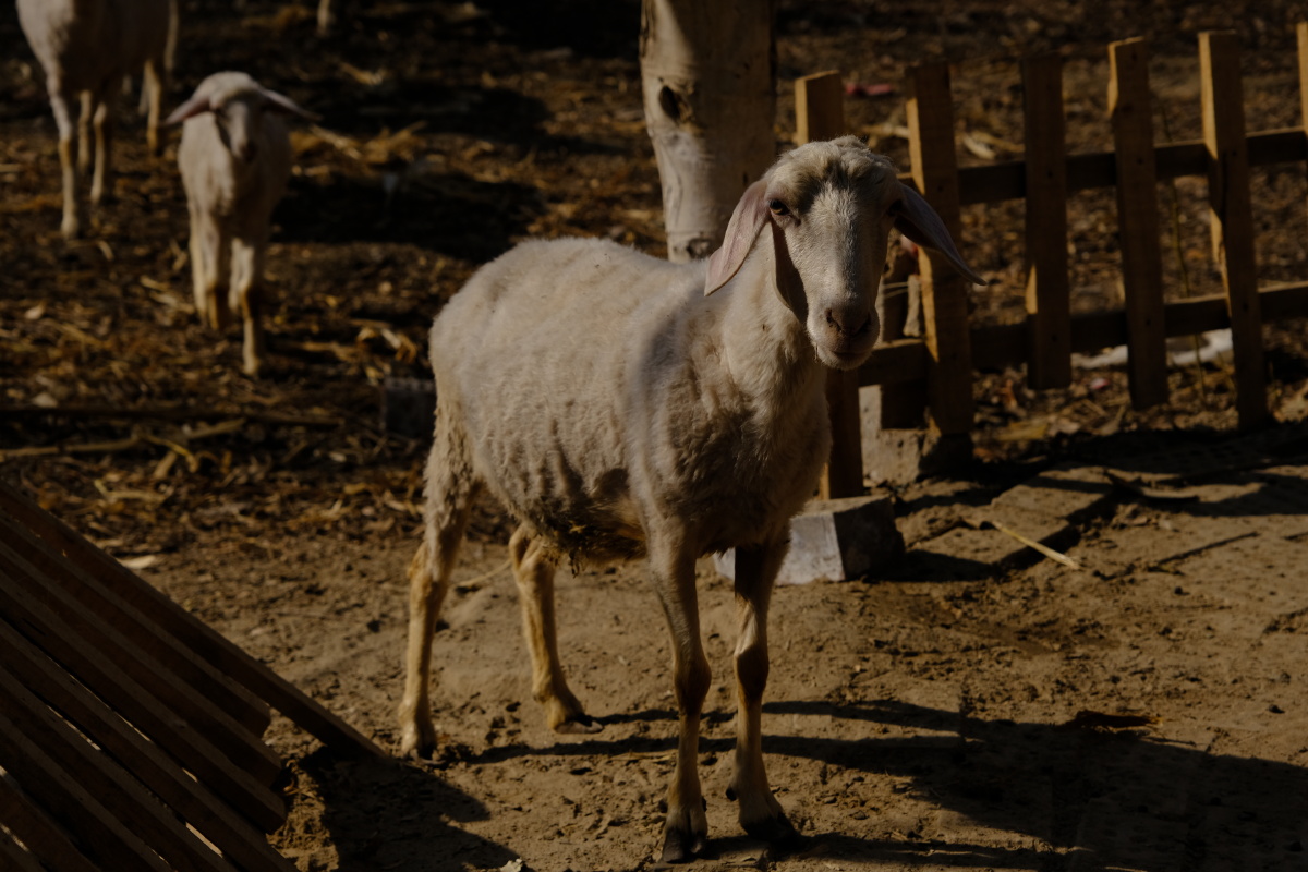和田农家羊