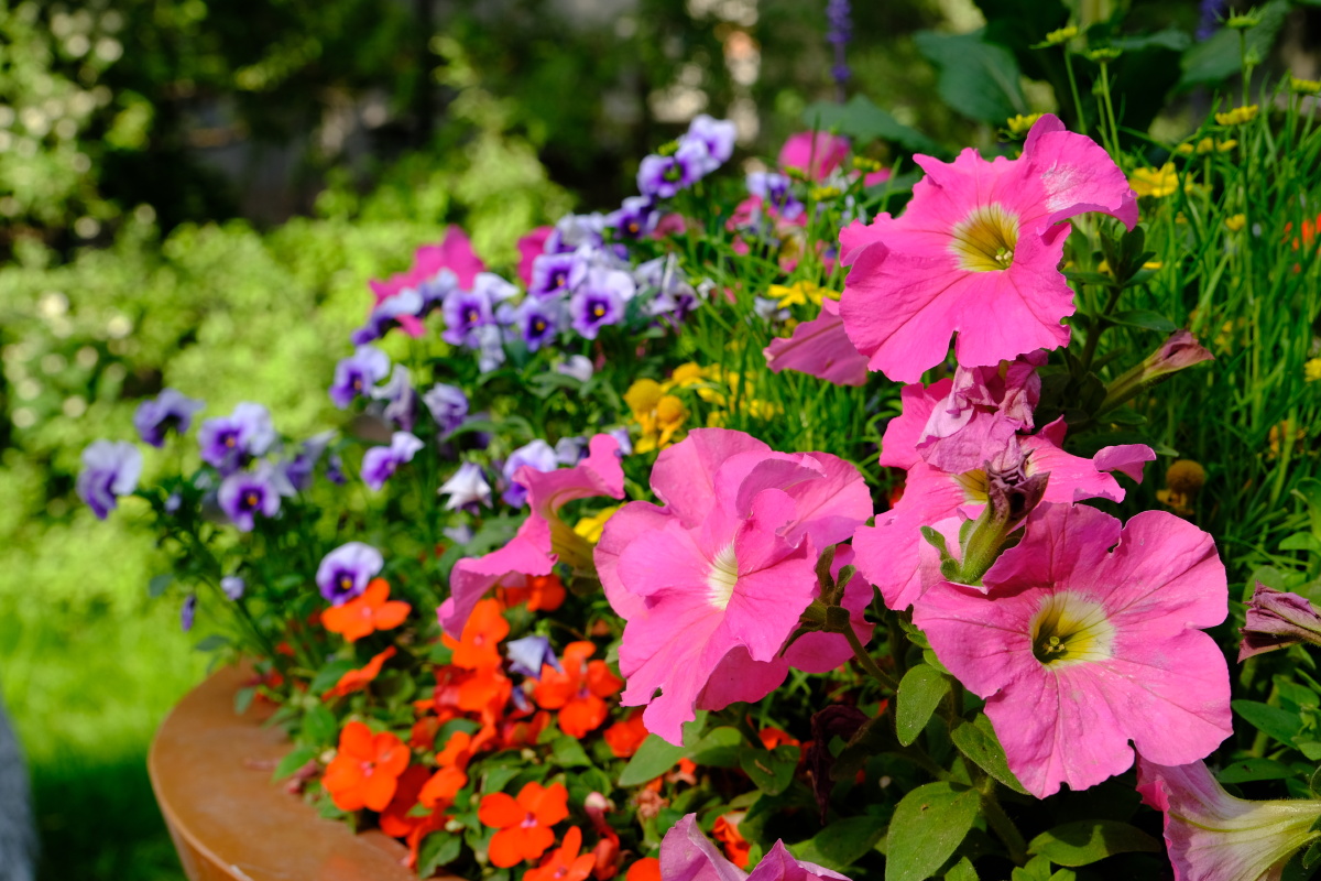 公园里的小花坛