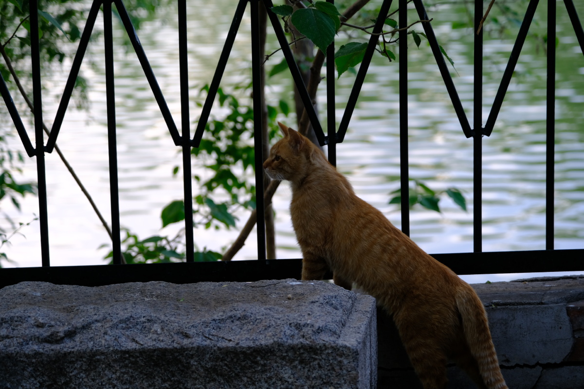 公园里的流浪猫