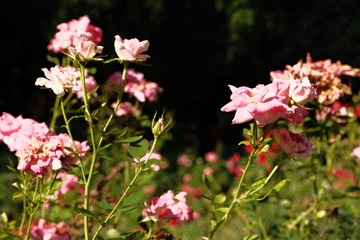 98CB12AD-F0FC-4162-977A-D3CDD8CA0FFD/L0/001