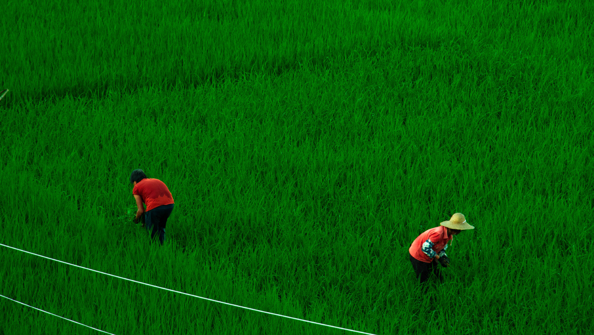 在田地里勤劳奋斗的人民