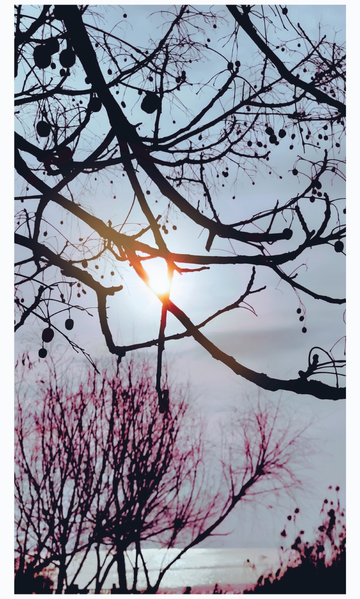 柳岸恋树恋树百度又称苦连楝子树