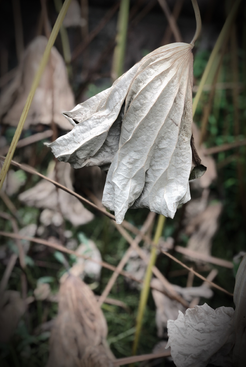 凋零的荷叶