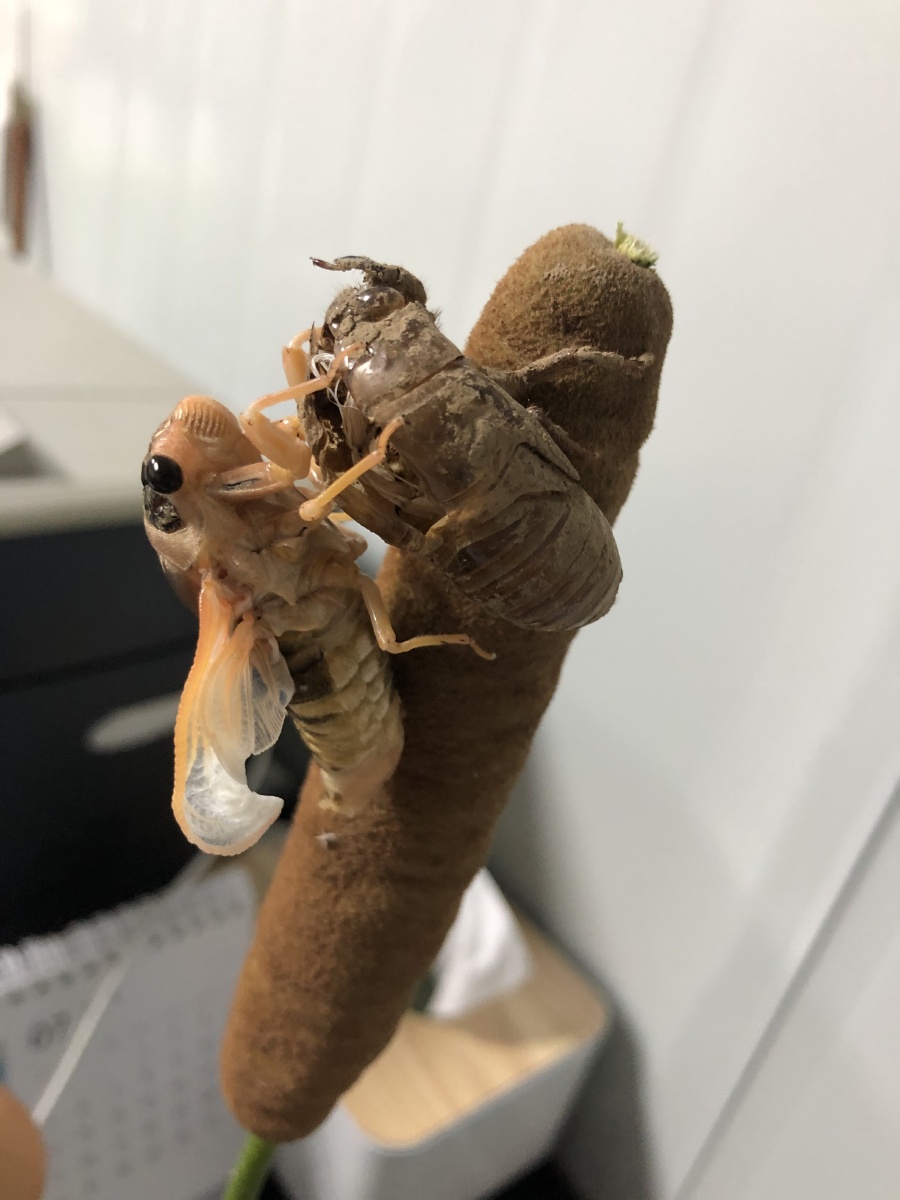 蜕变- try2020 - 图虫