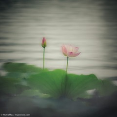 hehua_20150719-3-编辑-编辑