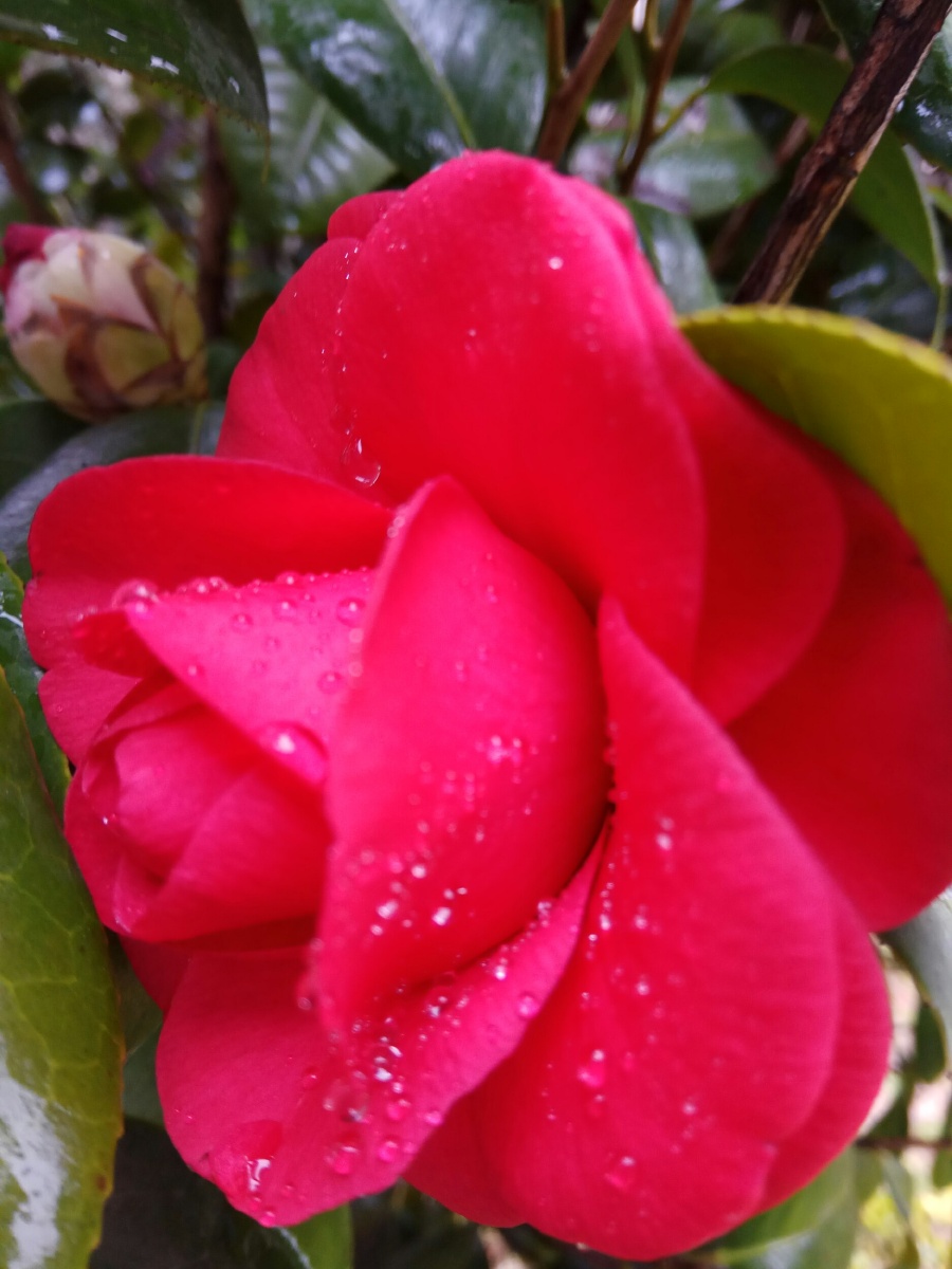 雨润茶花艳芯蕊含珠羞