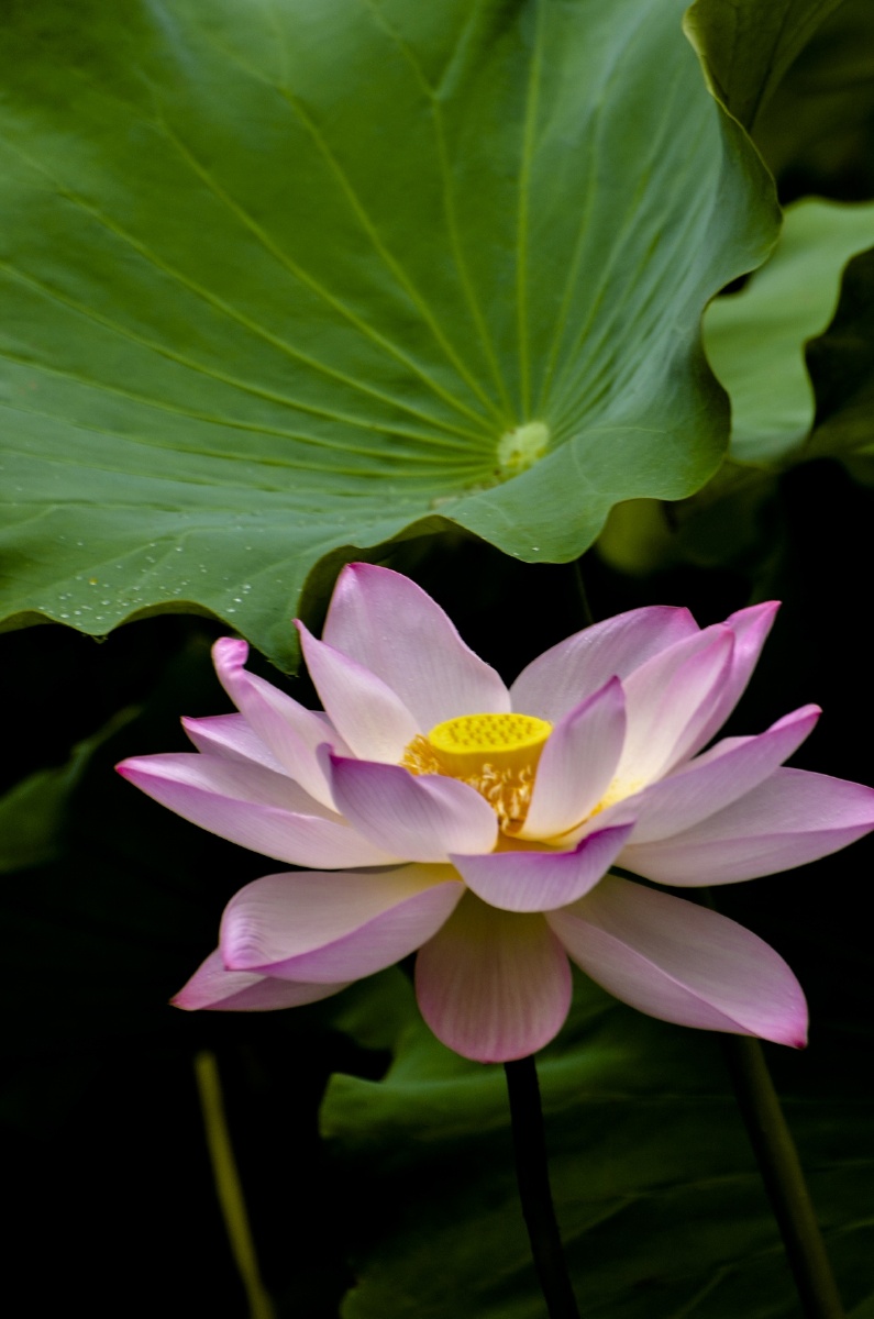 795_1200竖版 竖屏