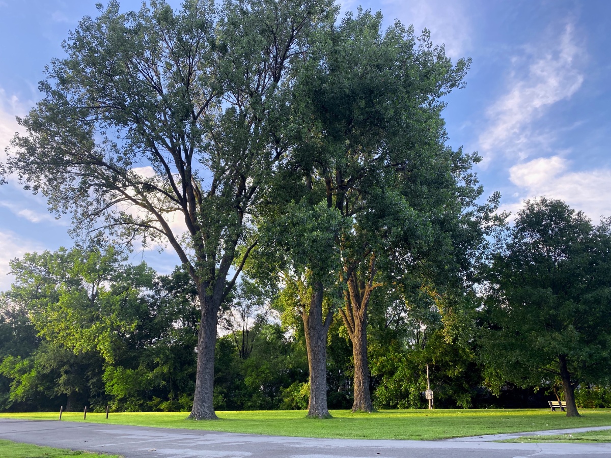 郁郁葱葱的树木