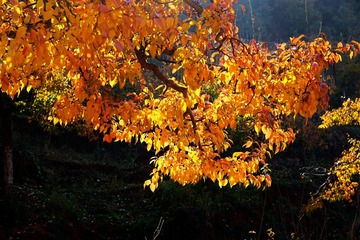DSC08440_