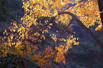 DSC08437_