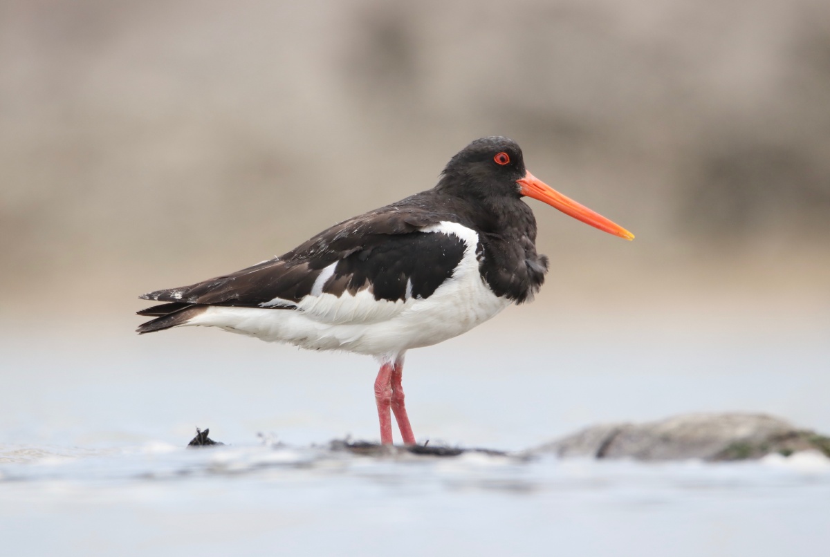 蛎鹬- 邱剑峰 - 图虫