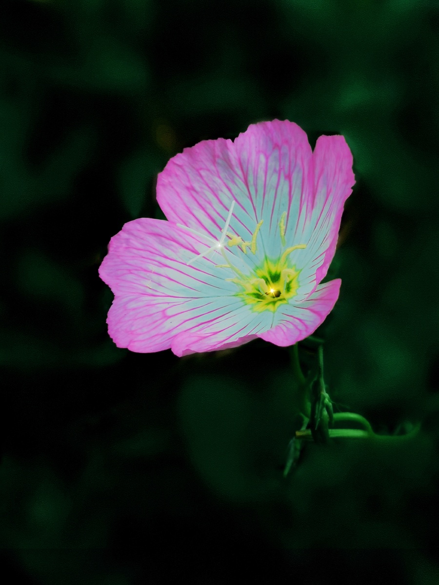 月见草(夜来香) - 遇见知秋 - 图虫