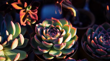 1E60E99A-6AE0-40EE-BB0D-AD0BC1DD2CCC/L0/001