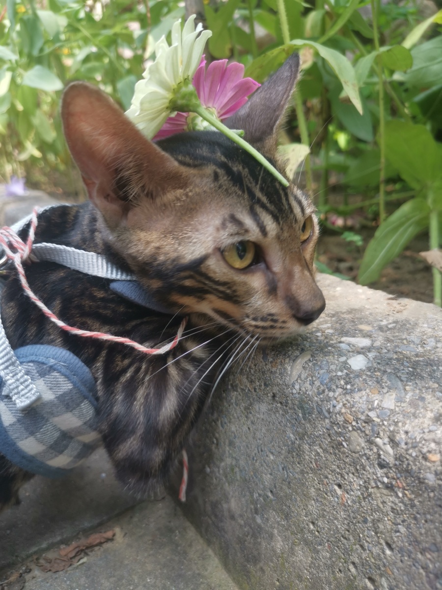 戴上花就叫花猫了