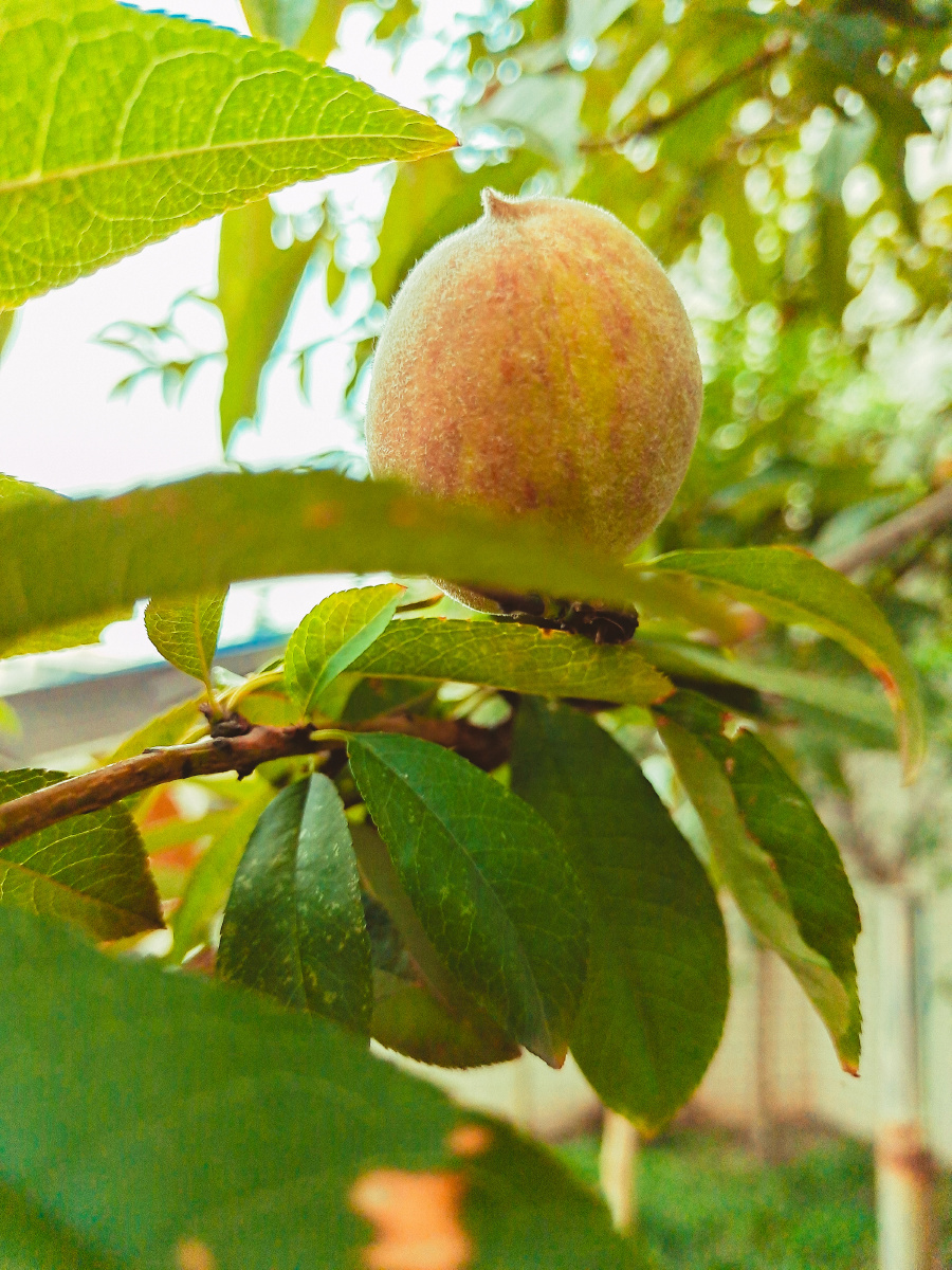 我是一颗野山桃你看出来了吗2911