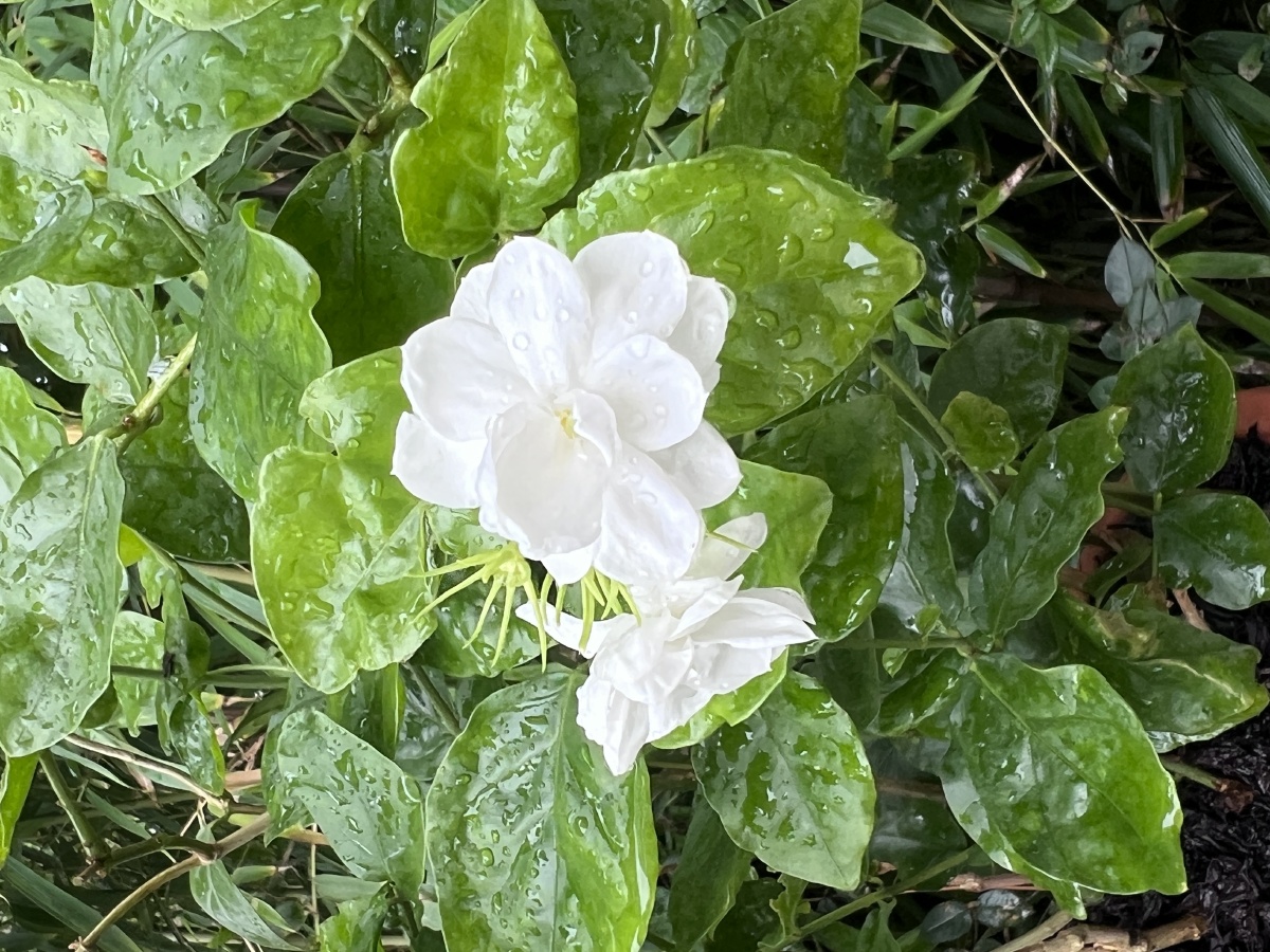 雨中的茉莉花香