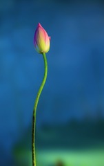9A1455E8-4C38-494F-8C70-FEF16EB12D5D/L0/001
