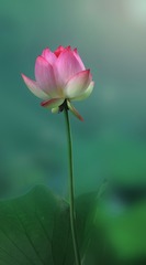 455505CA-C001-43B5-A85F-048E6DEB3772/L0/001