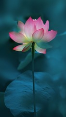 C2C196F7-0F52-41C3-BE0C-1C4D3D8A130F/L0/001