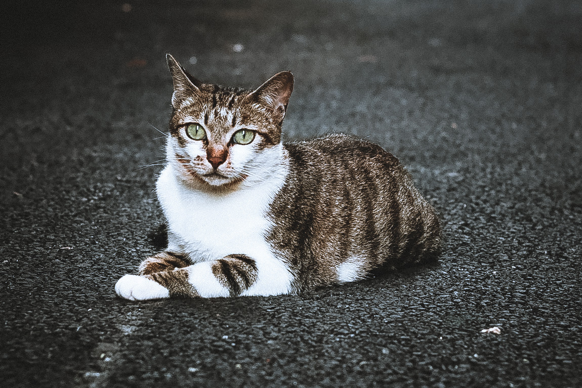 家猫 野猫 - 李岁丰-allen - 图虫