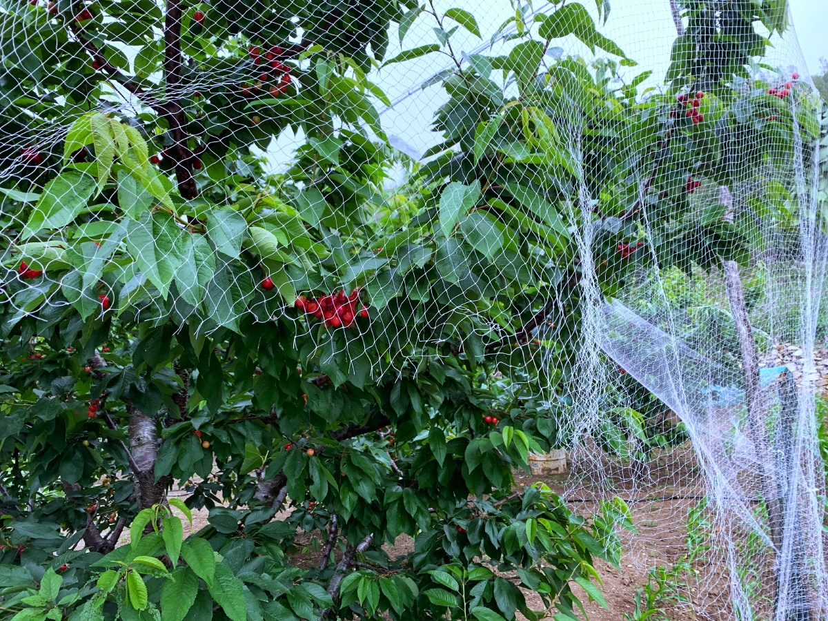 防鸟神器为樱桃树罩网