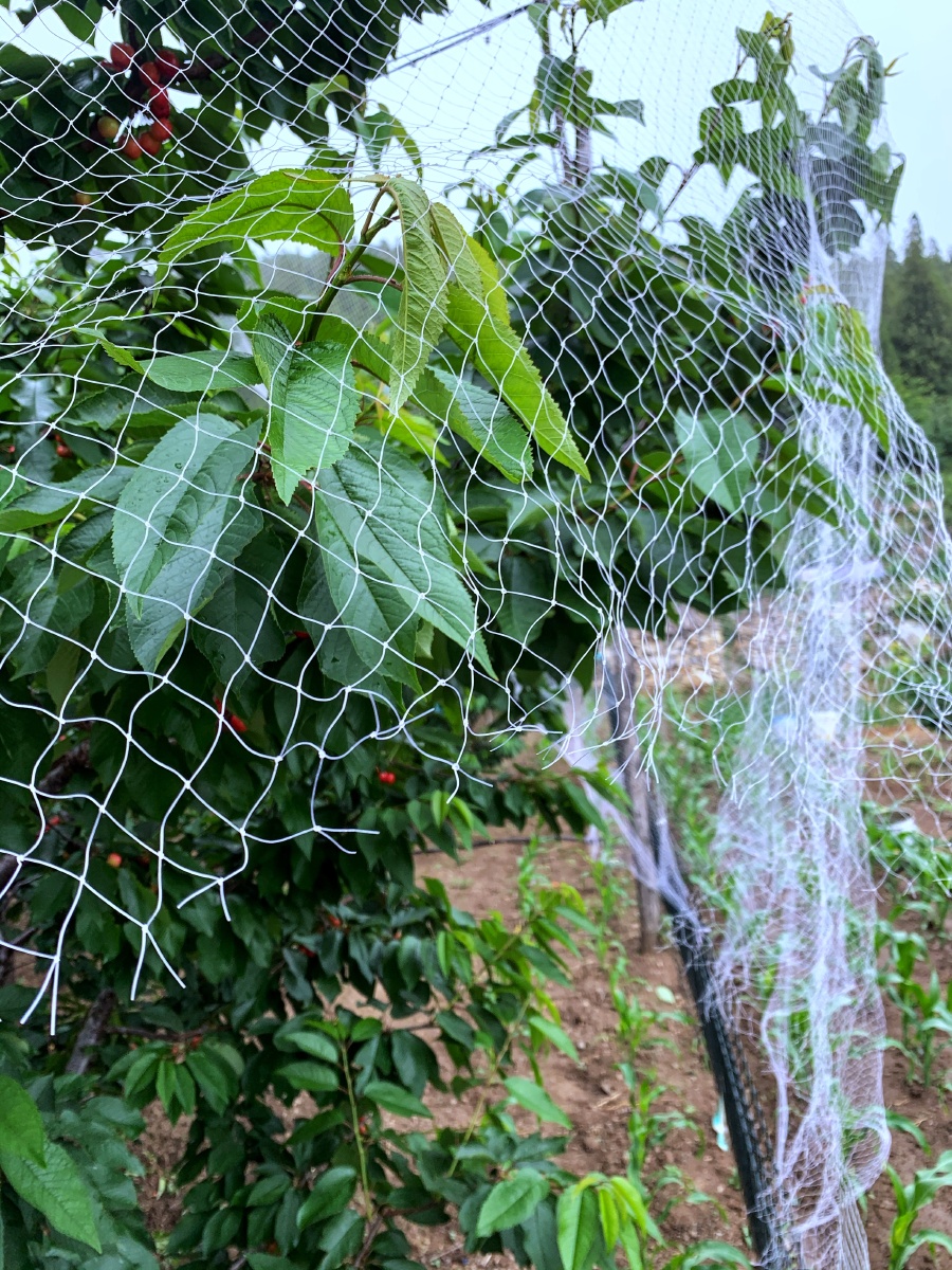 防鸟神器为樱桃树罩网