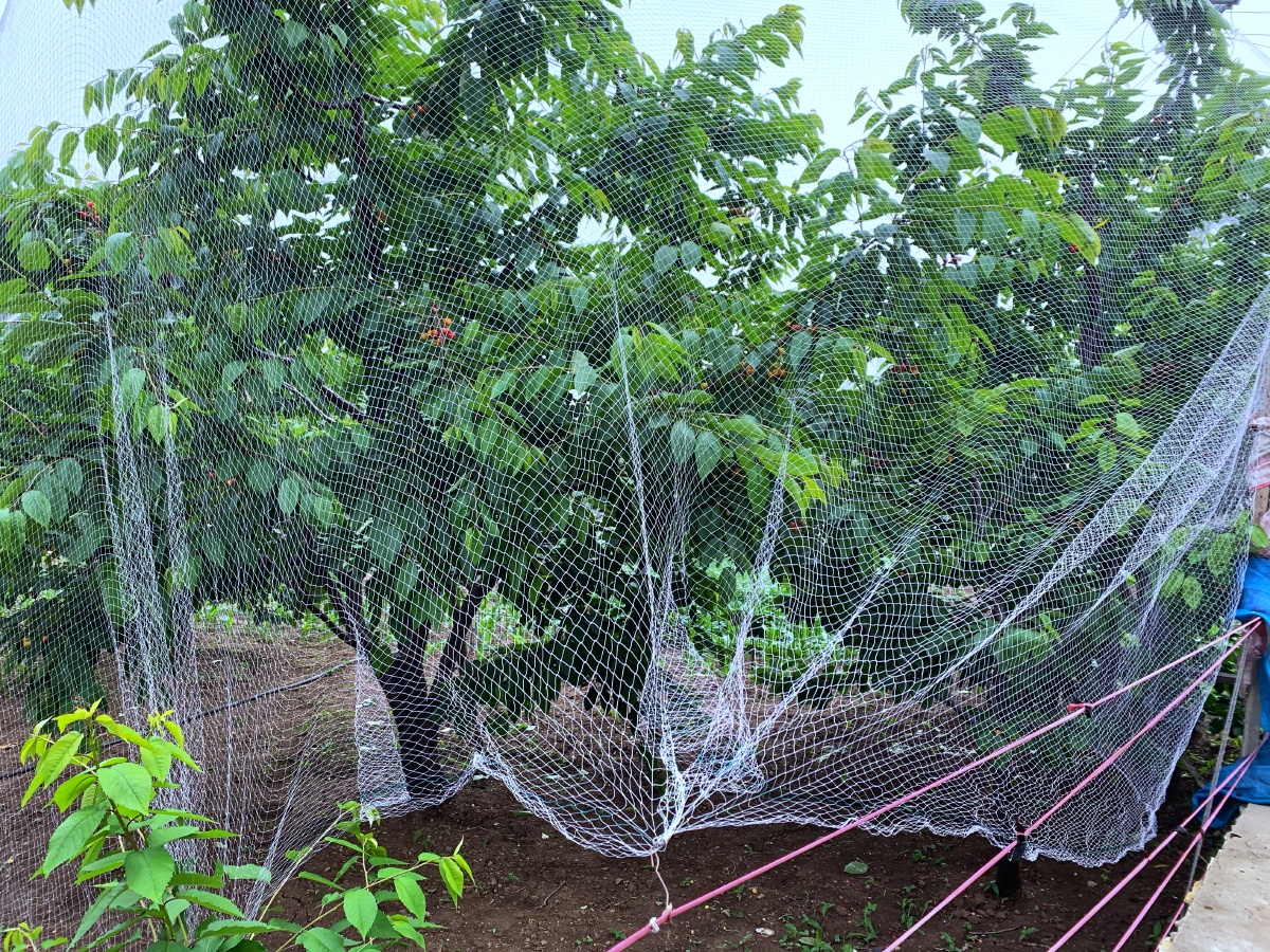 防鸟神器为樱桃树罩网