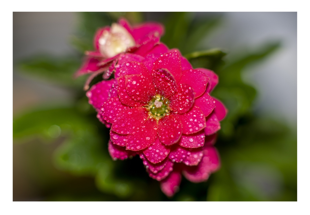 冬季开放的长寿花很漂亮