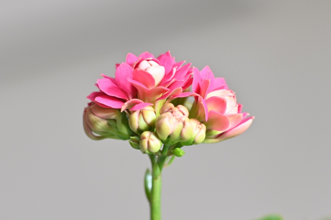 长寿花又叫圣诞伽蓝菜,多喜欢在温暖湿润和阳光充足的环境中生长.