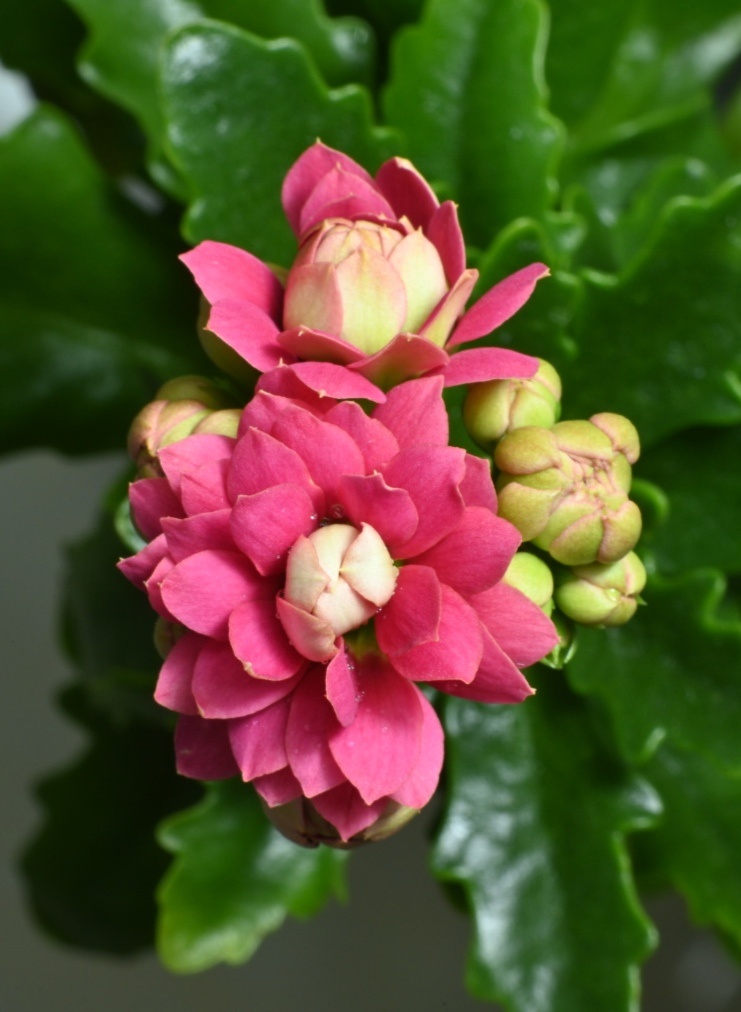 长寿花又叫圣诞伽蓝菜,多喜欢在温暖湿润和阳光充足的环境中生长.