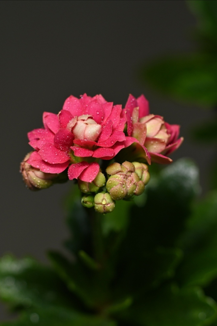 长寿花又叫圣诞伽蓝菜,多喜欢在温暖湿润和阳光充足的环境中生长.