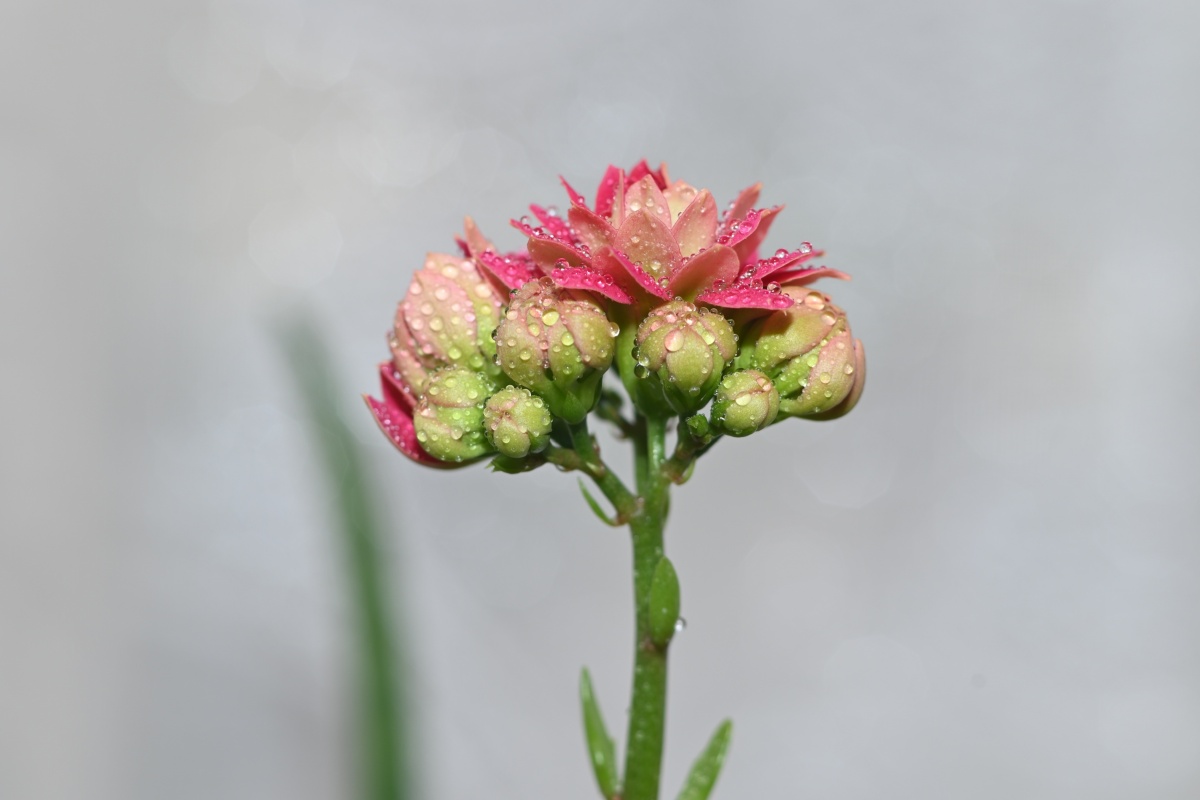 长寿花又叫圣诞伽蓝菜,多喜欢在温暖湿润和阳光充足的环境中生长.