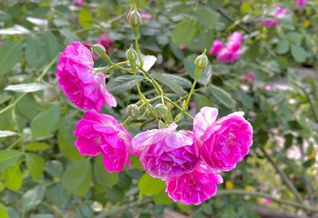 B817E323-498D-4A96-8D5A-60C71CCC8400/L0/001