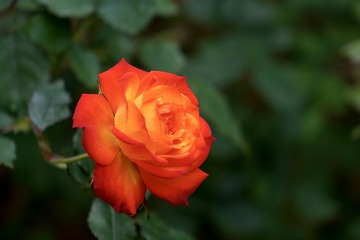 C78A5BBB-E090-4E87-9890-41C3FC41F55A/L0/001